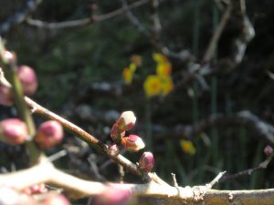 房総館山では梅の花が膨らみ始めています。（2017.1.4）
